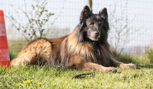 éducation tervueren