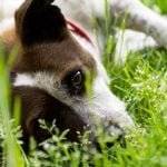 L'urticaire du chien