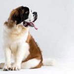 assurance chien pour saint bernard