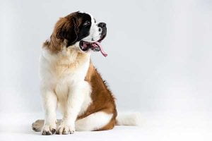 assurance chien pour saint bernard