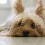 assurance chien yorkshire