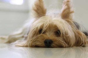 assurance chien yorkshire