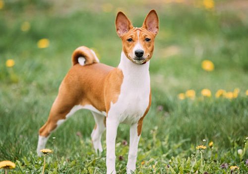 basenji à adopter