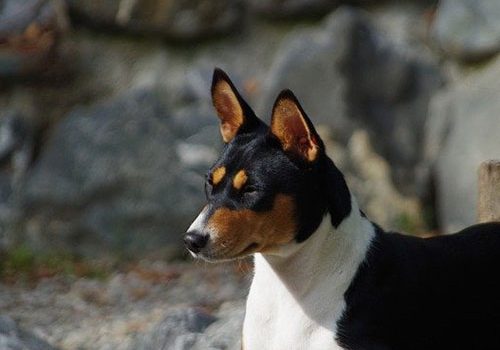 basenji noir et blanc