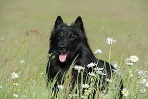 berger belge Groenendael