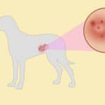 Les boutons du chien