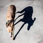 Un chien sur le bitume