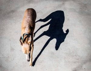 Un chien sur le bitume