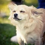 Chien qui secoue la tête