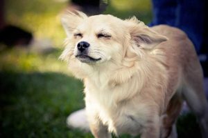 Chien qui secoue la tête