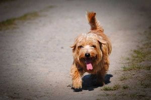 déshydratation chez le chien