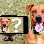 Application Doggzam!