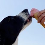 Glace pour chien