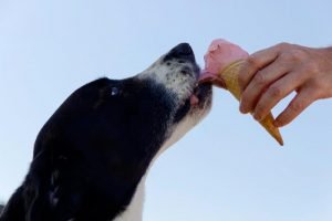 Glace pour chien
