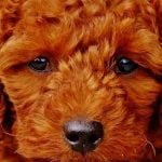 L'hépatite du chien