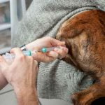 Insémination artificielle du chien