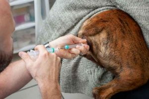 Insémination artificielle du chien