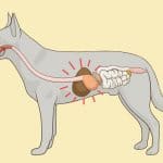 L'insuffisance hépatique du chien