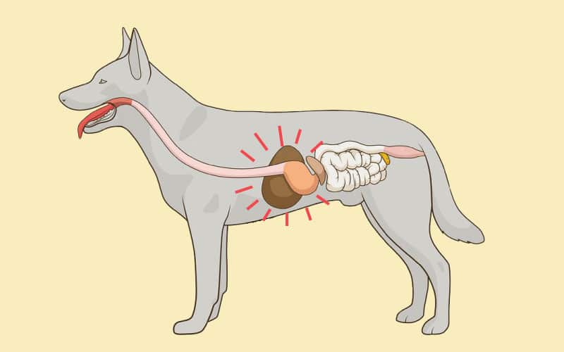 L'insuffisance hépatique du chien