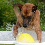 Les jeux d'eau pour chien