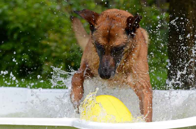 Jeux du0027eau pour chien : idées et précautions - Toutoupourlechien.com