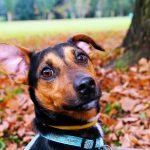 L'othématome du chien