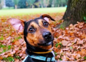 L'othématome du chien