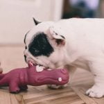 Exercice pour apprendre le stop à son chien