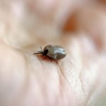 Enlever une tique sans pince