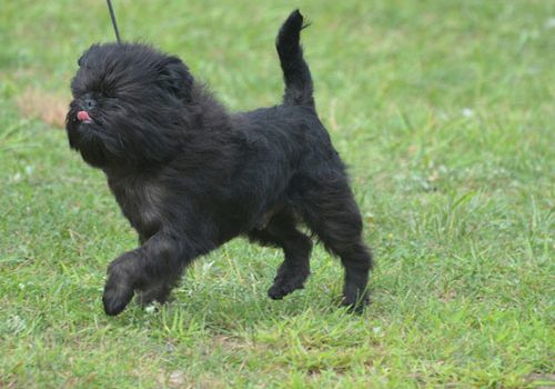 caractère de l'affenpinscher