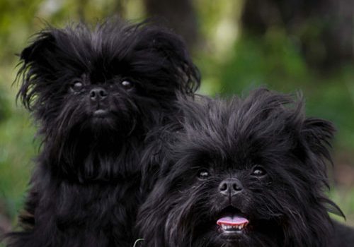 affenpinscher