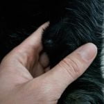 Boule sous la peau du chien