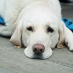 Un chien d'assistance