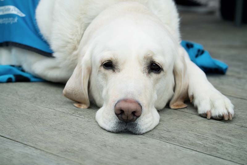 Un chien d'assistance