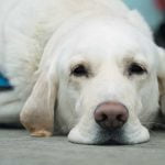 chien guide d'aveugle