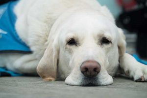chien guide d'aveugle
