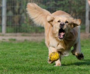 Un chien très excité