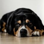 Chien qui ne veut pas boire