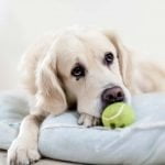 Le blues de la rentrée chez le chien