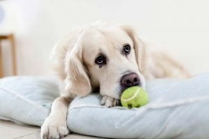 Le blues de la rentrée chez le chien