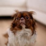 Chien qui ne veut pas rester seul