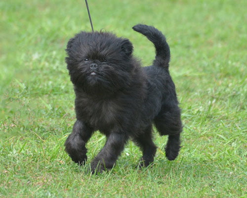 éducation affenpinscher