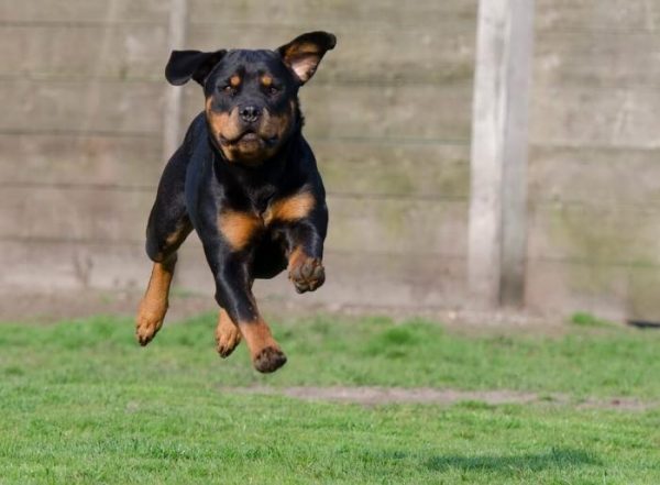 evaluation-comportementale-du-chien-d-roulement-et-valuation