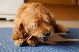 Le goût chez le chien
