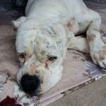 Chien qui vomit du sang