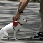 La laisse à enrouleur interdite