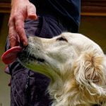Chien qui lèche
