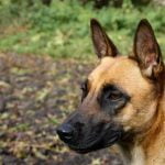 Un Malinois