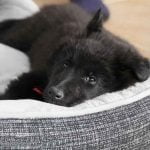 Panier orthopédique pour chien