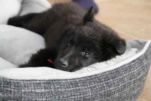 Panier orthopédique pour chien